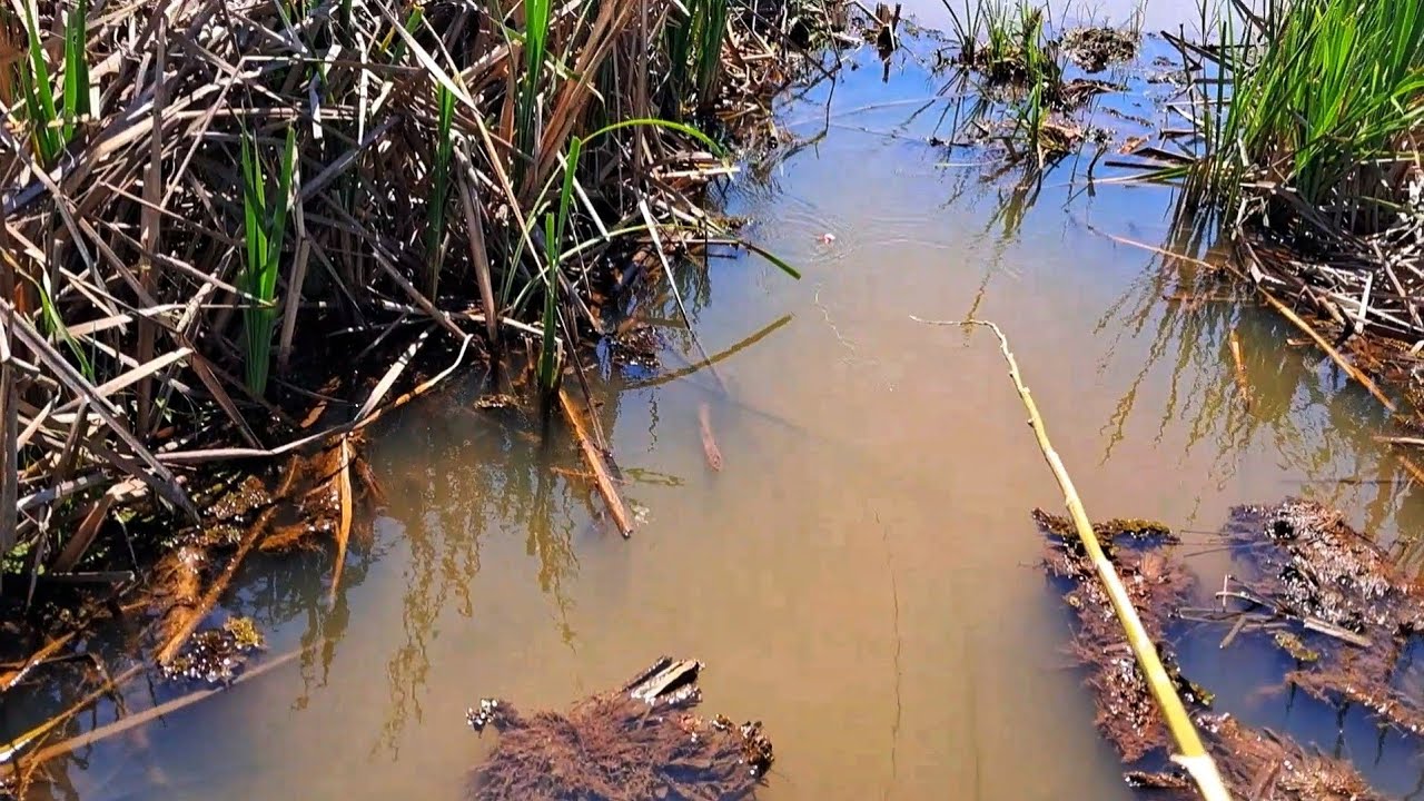 Pescaria caipira no lago das taboas com muito peixe escondido! Garantimos o frito!