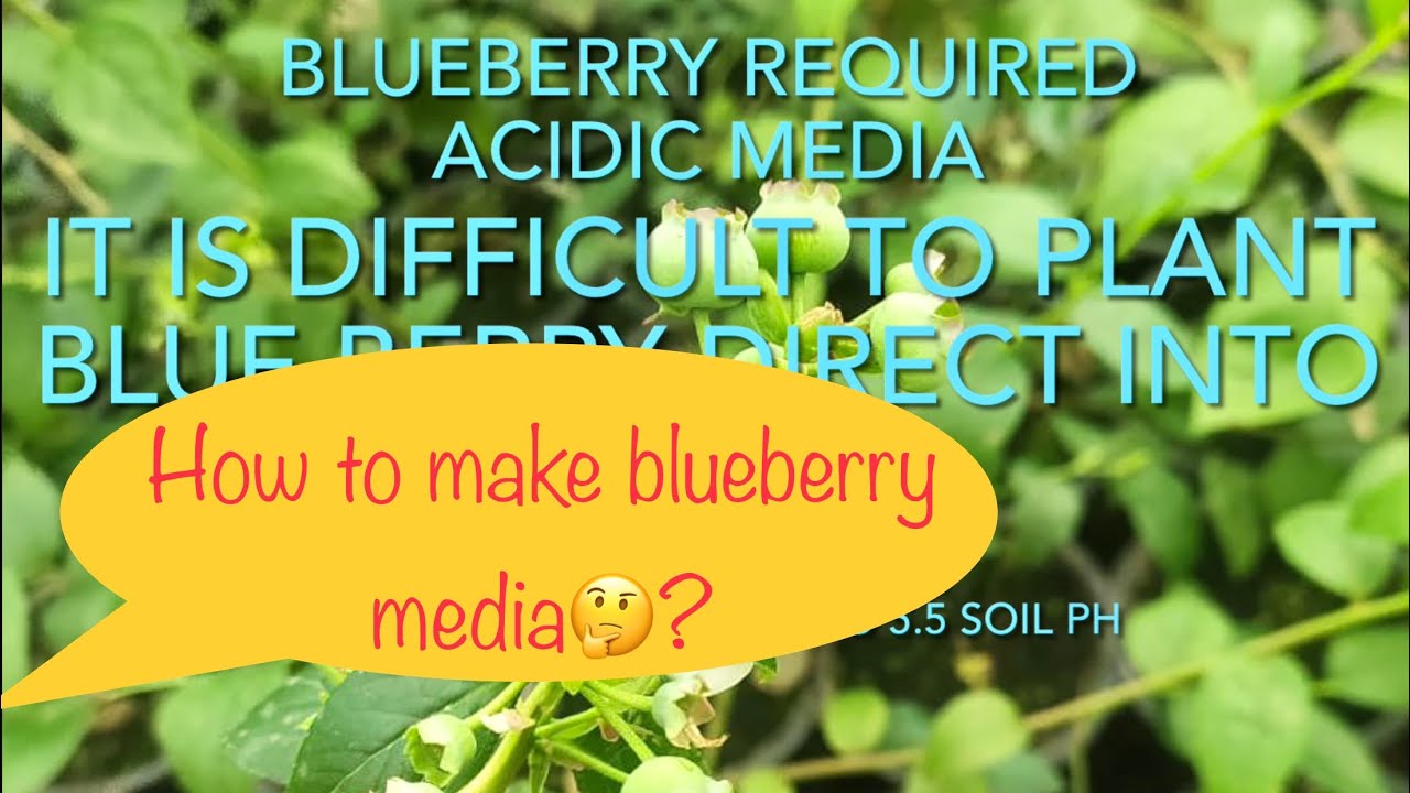 How to make acidic soil (Potting Mix) for blueberry? Blueberry plants| Blueberry in India|