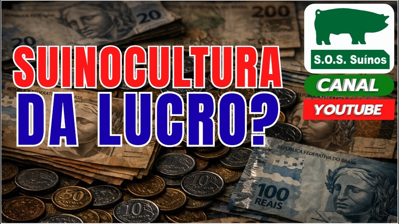 SUINOCULTURA: SOS SU&Iacute;NOS  - SUINOCULTURA DA LUCRO?