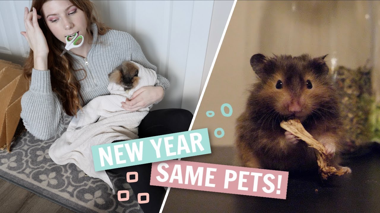 New Year, Same Pets!