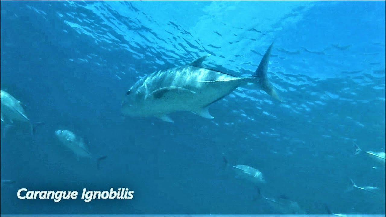 Spearfishing, Nosy Be, Madagascar