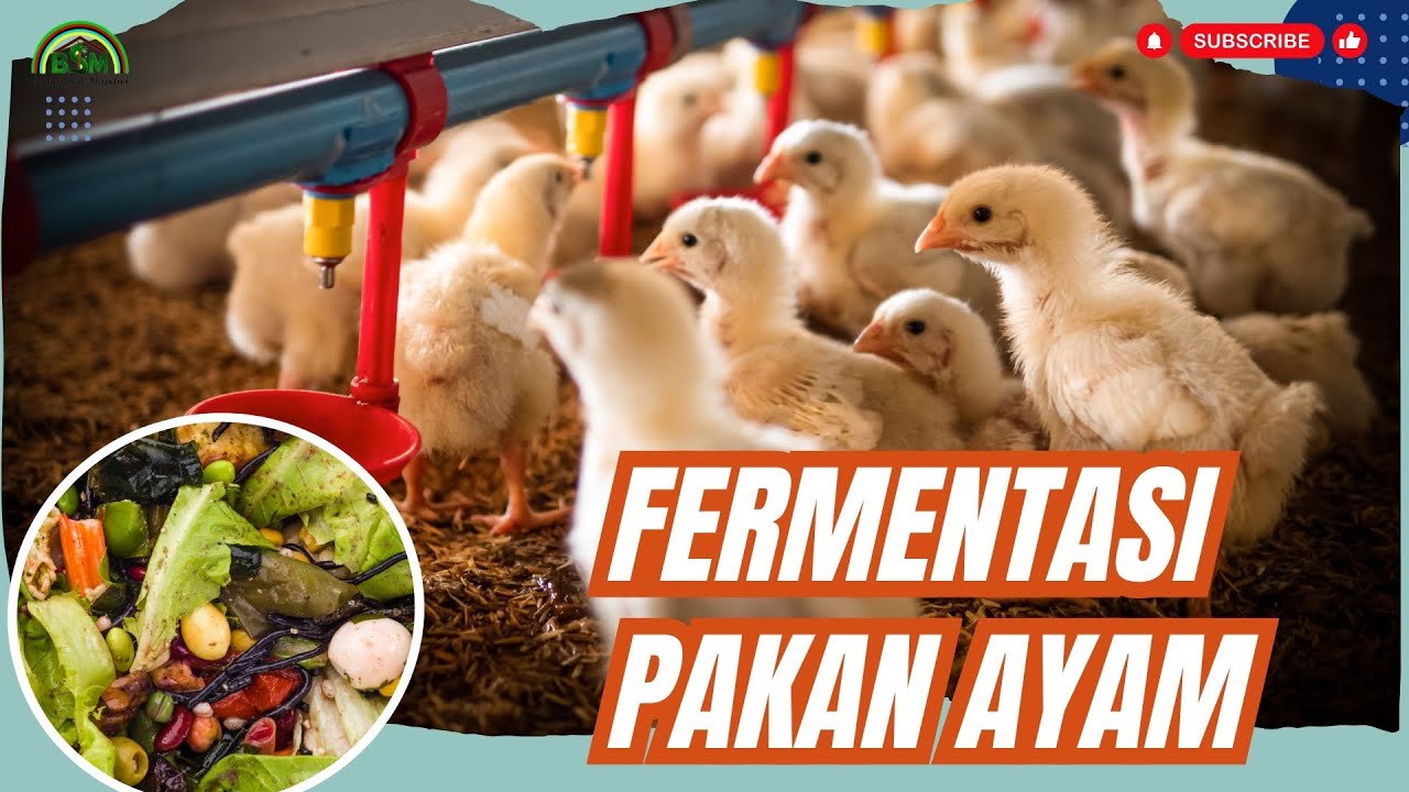 FERMENTASI PAKAN AYAM YANG BAIK DAN BENAR