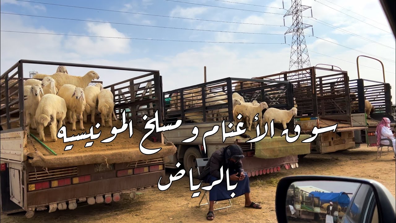 سوق الأغنام ومسلخ المونيسيه بالرياض Sheep market and Al Munisiyah slaughterhousein Riyadh