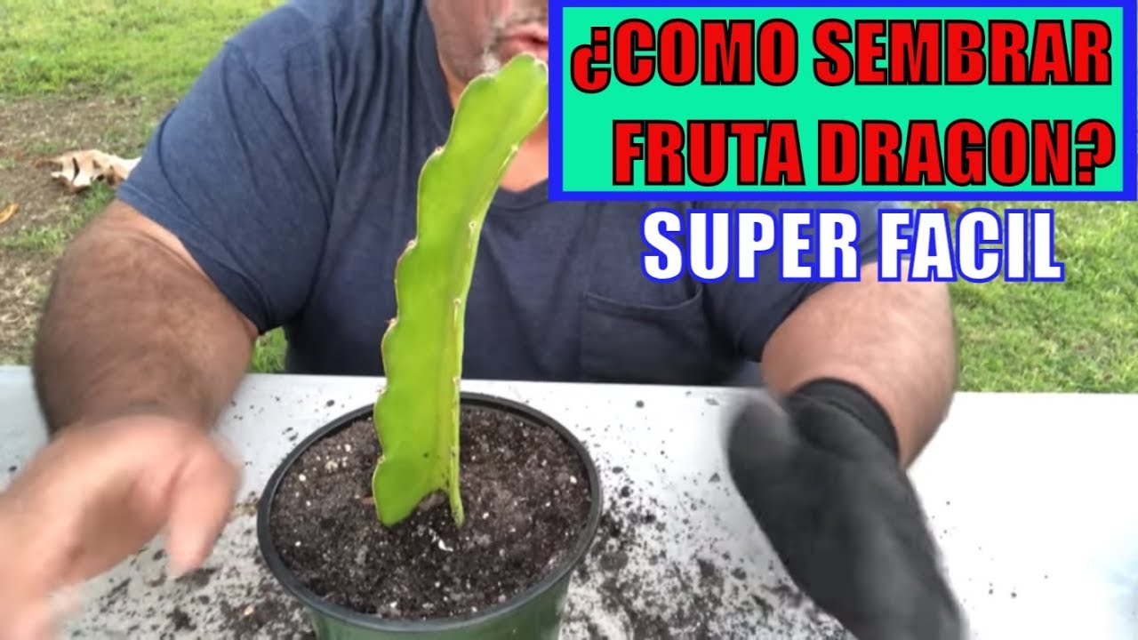 😜SIEMBRA DE FRUTA DRAGON O PITAHAYA👍 || HUERTO CASERO || ALL PONICS