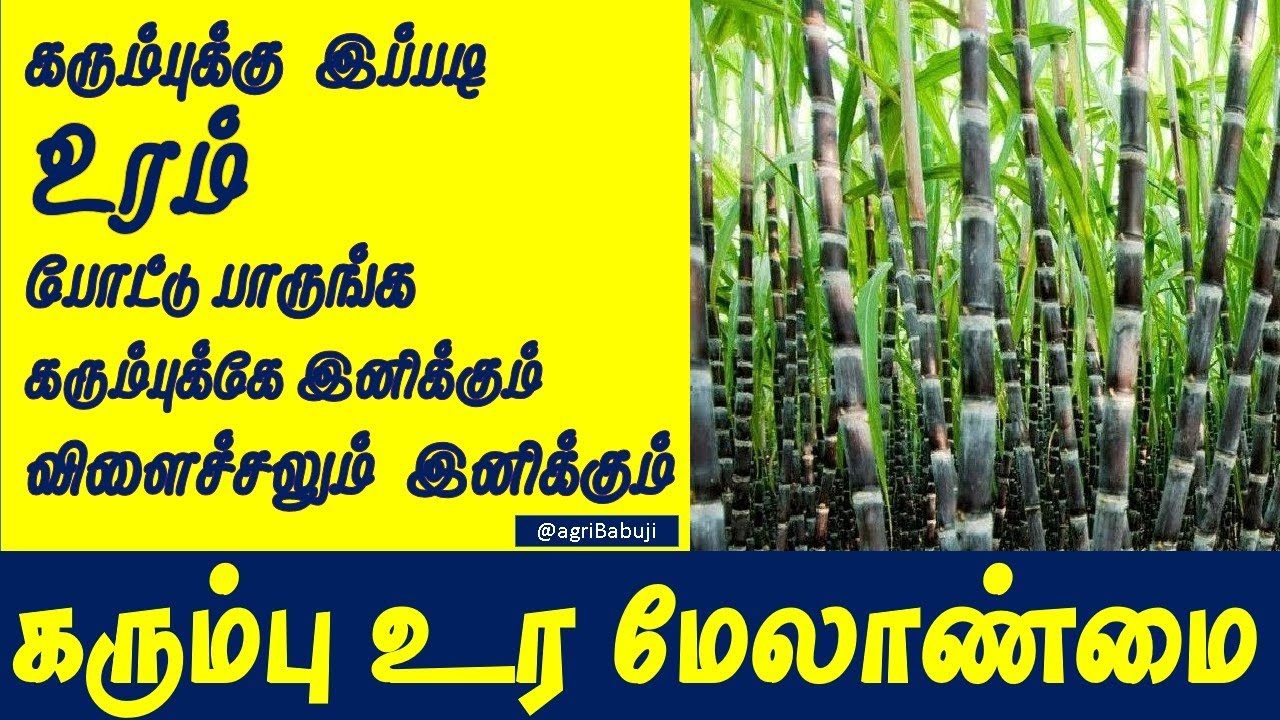 Sugarcane fertilizer management, கரும்பு உர மேலாண்மை,MICRONUTRIENT #sugarcane ,#sugarcanecultivation