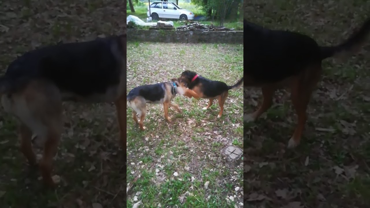 Liza vs Tzina friendly dogfight...