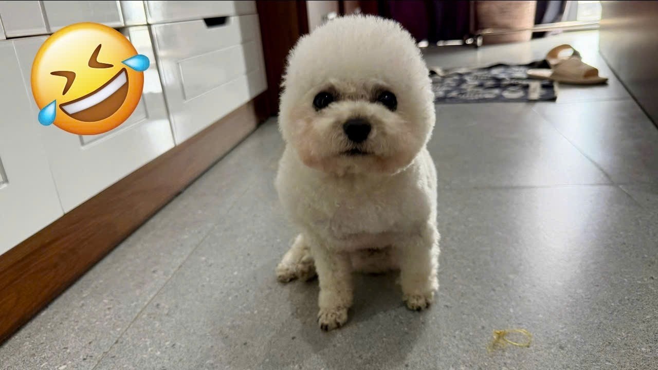 Funny ANIMALS videos 😂 | Funniest Cats and Dogs 2025 🐶😼 Part 66