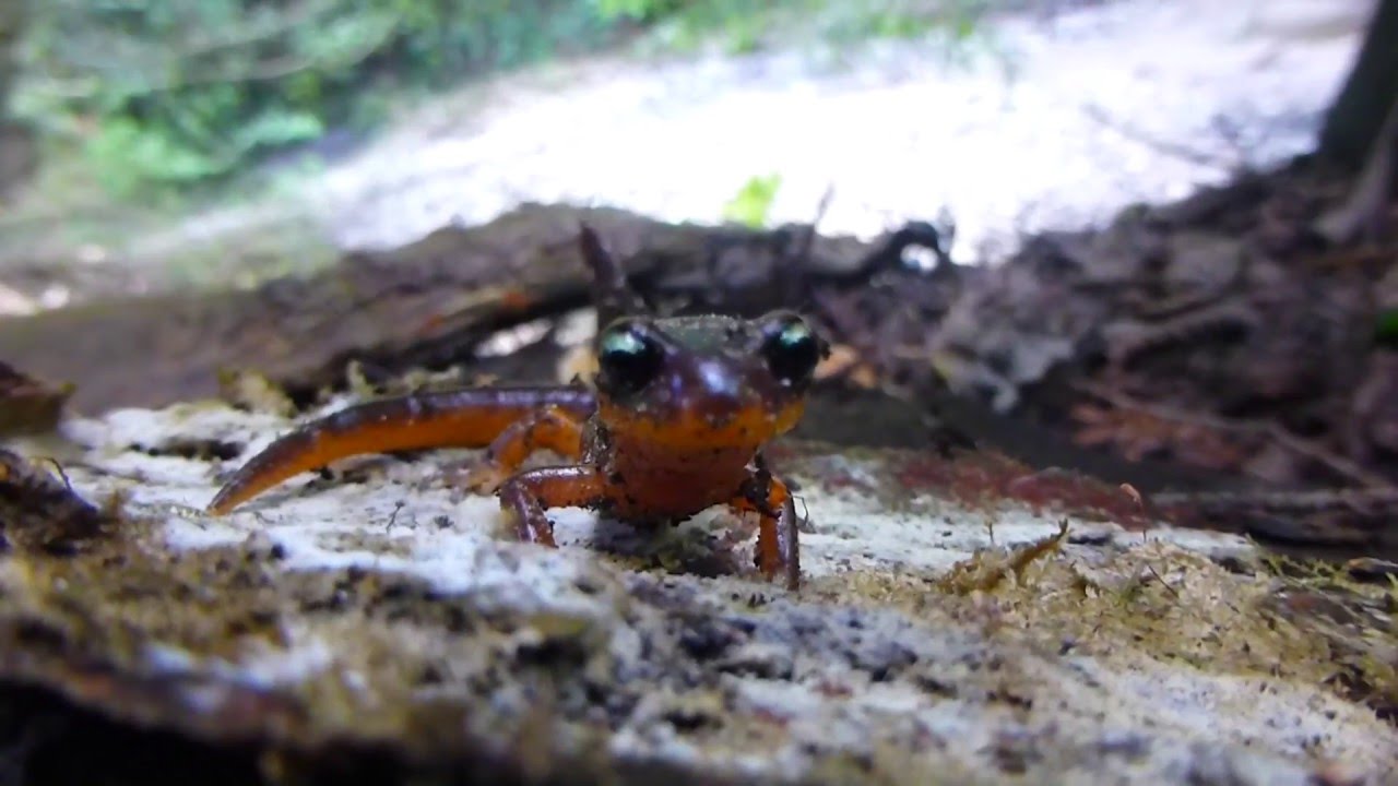 Redwood Forest - Short Film [HD]