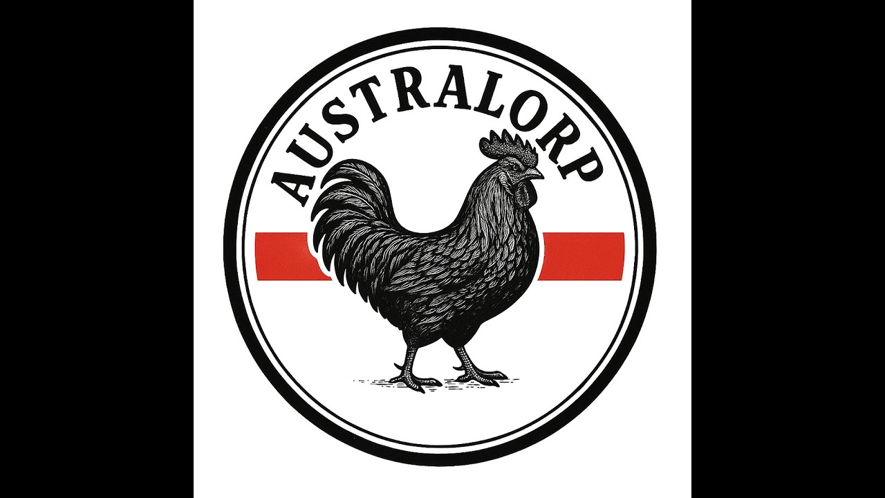 Pisklęta rasy  Australorp czarny.