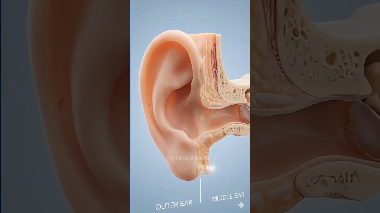 Inside the Human Ear: From Air to Nerve Signal ⚡️