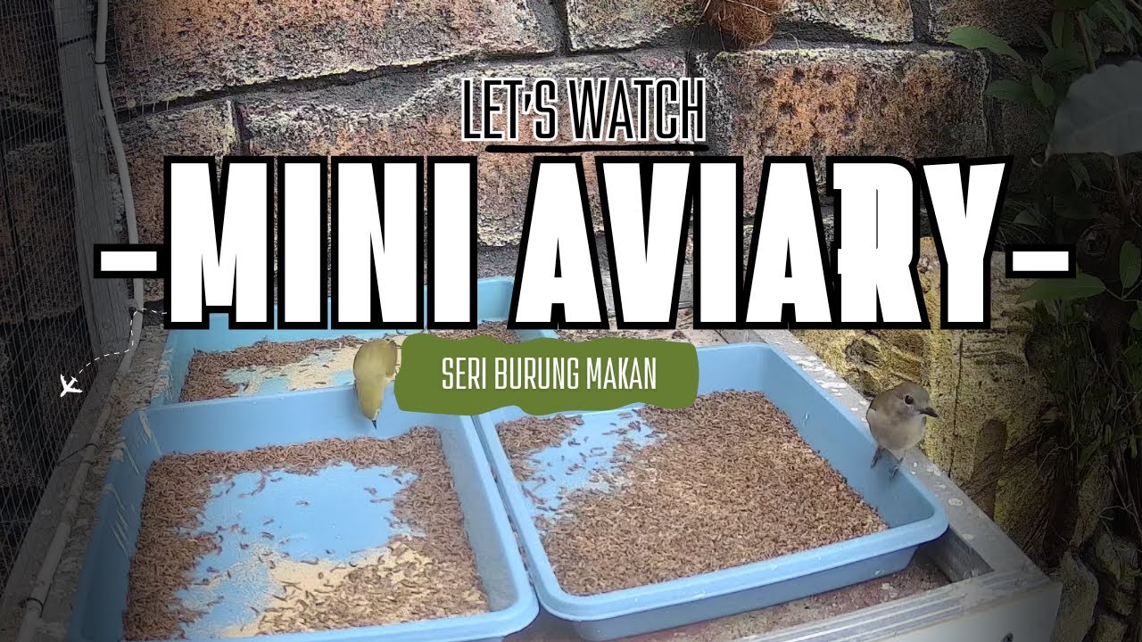 Burung yang Rajin Makan di Mini Aviary