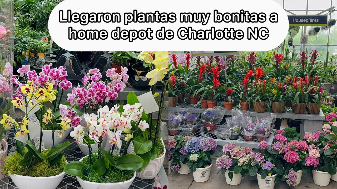 VISITANDO HOME DEPOT Regalo para mamá  Llegaron muchas plantas en Charlotte NC