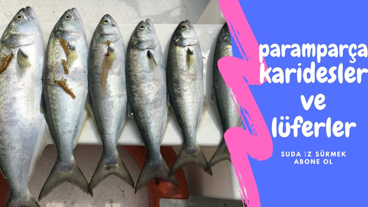Lüfer Kofana Avı. Su üstü maket ve silikon karides ile. Bluefish fishing. #kofana #bluefish #fishing