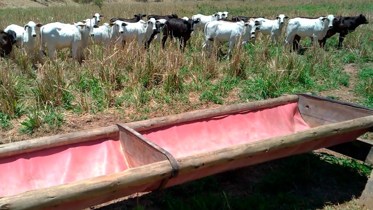 Cocho fácil e barato