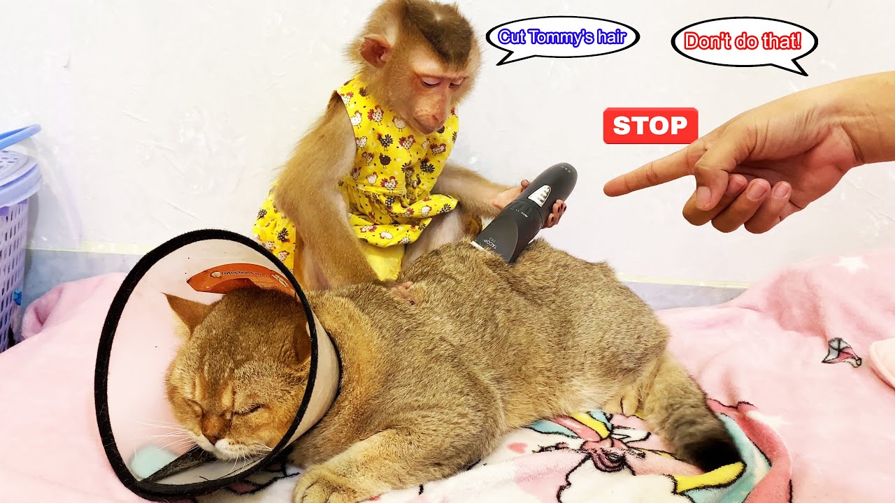 OMG...Monkey Lyly trims Tommy the cat's fur but her mother unexpectedly finds out.