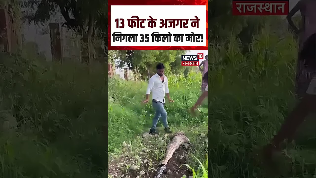 Pali Python Rescue: मोर निगलकर बेसुध हुआ अजगर! |Video Viral! | N18S | Shorts | Top News | Viral News