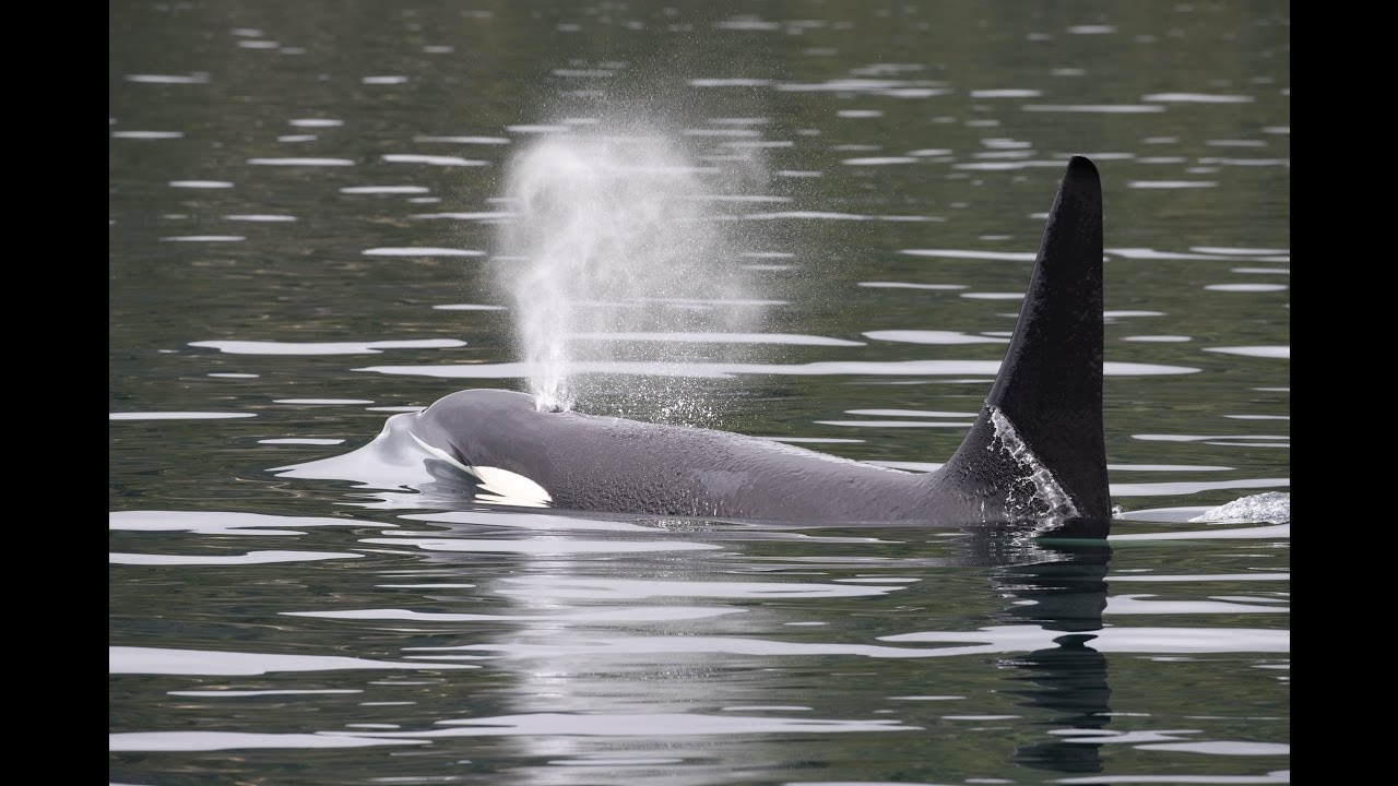 Exploring Vancouver Island with Wildlife Photographer Sean Scott
