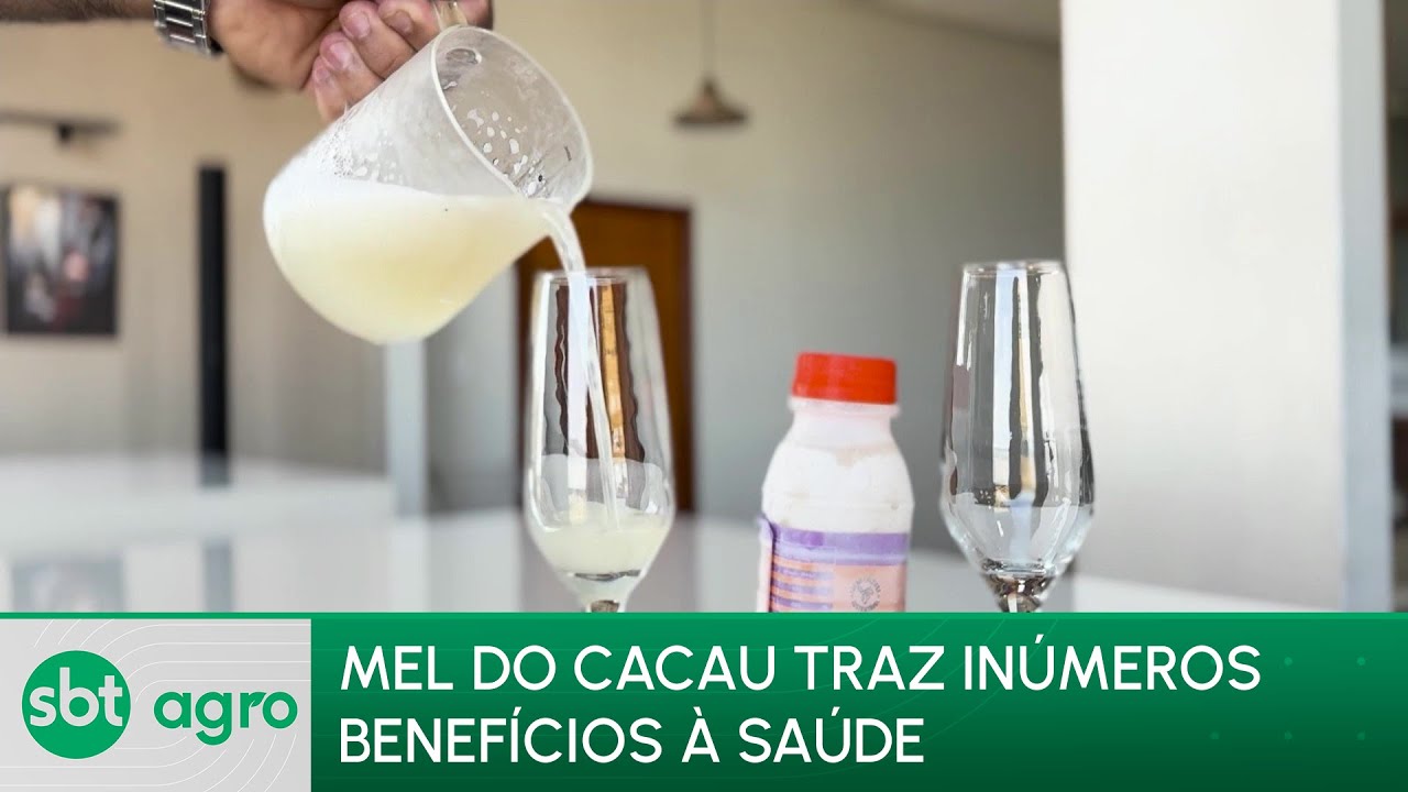 SBT Agro 05/08/2024: Cacau dá mel? Conheça bebida que traz nova forma de explorar o fruto