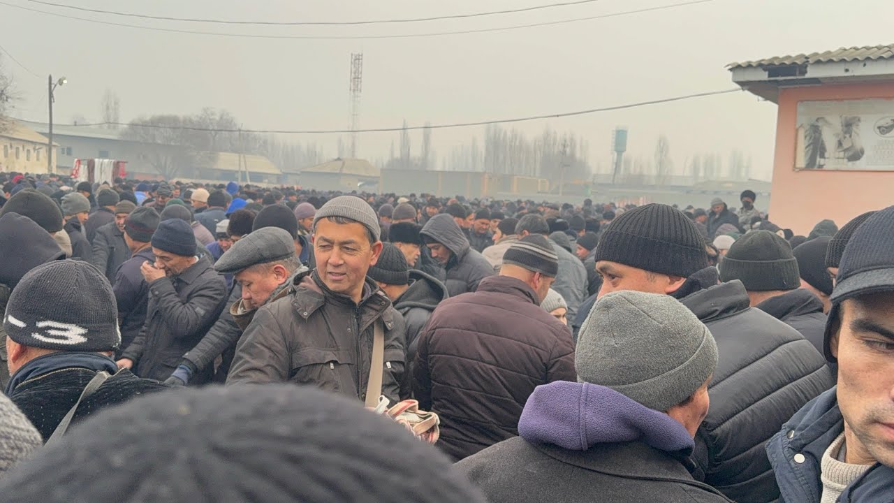 YANGIQÕRĞON QÕY BOZORI BOZORDA QÕYLAR UTA SEROP BÕLDI 25.01.2026