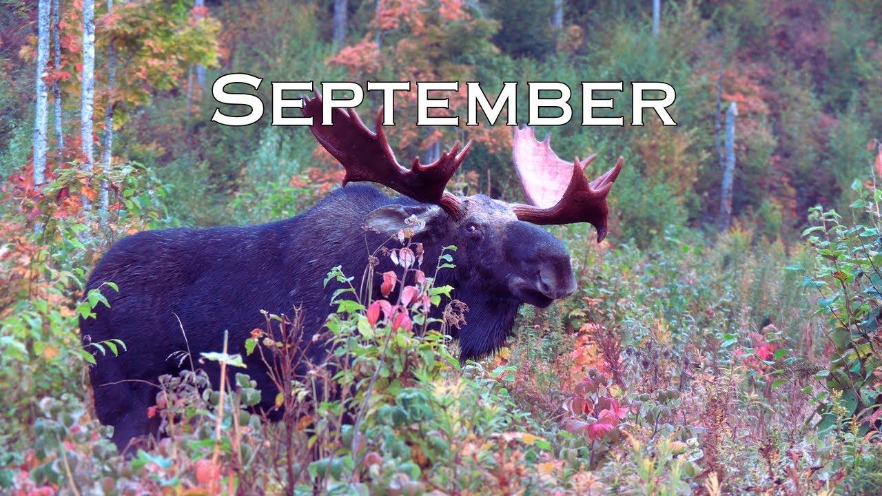 September - Rutting Moose Action! | Moose Calling