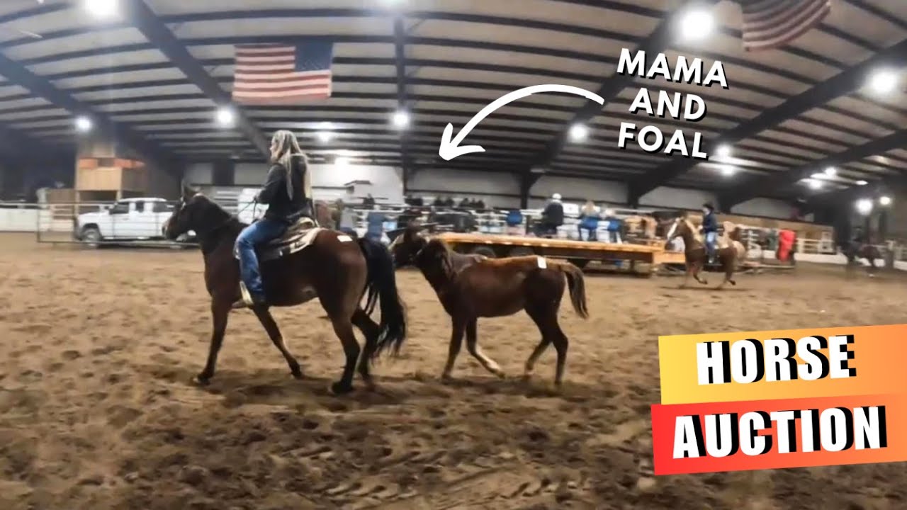 LOW PRICE Horse Auction!😱