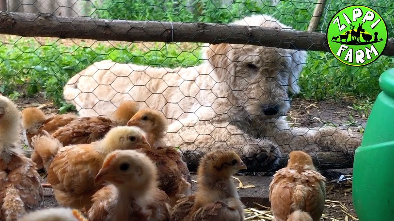 Farmnapló 9.rész