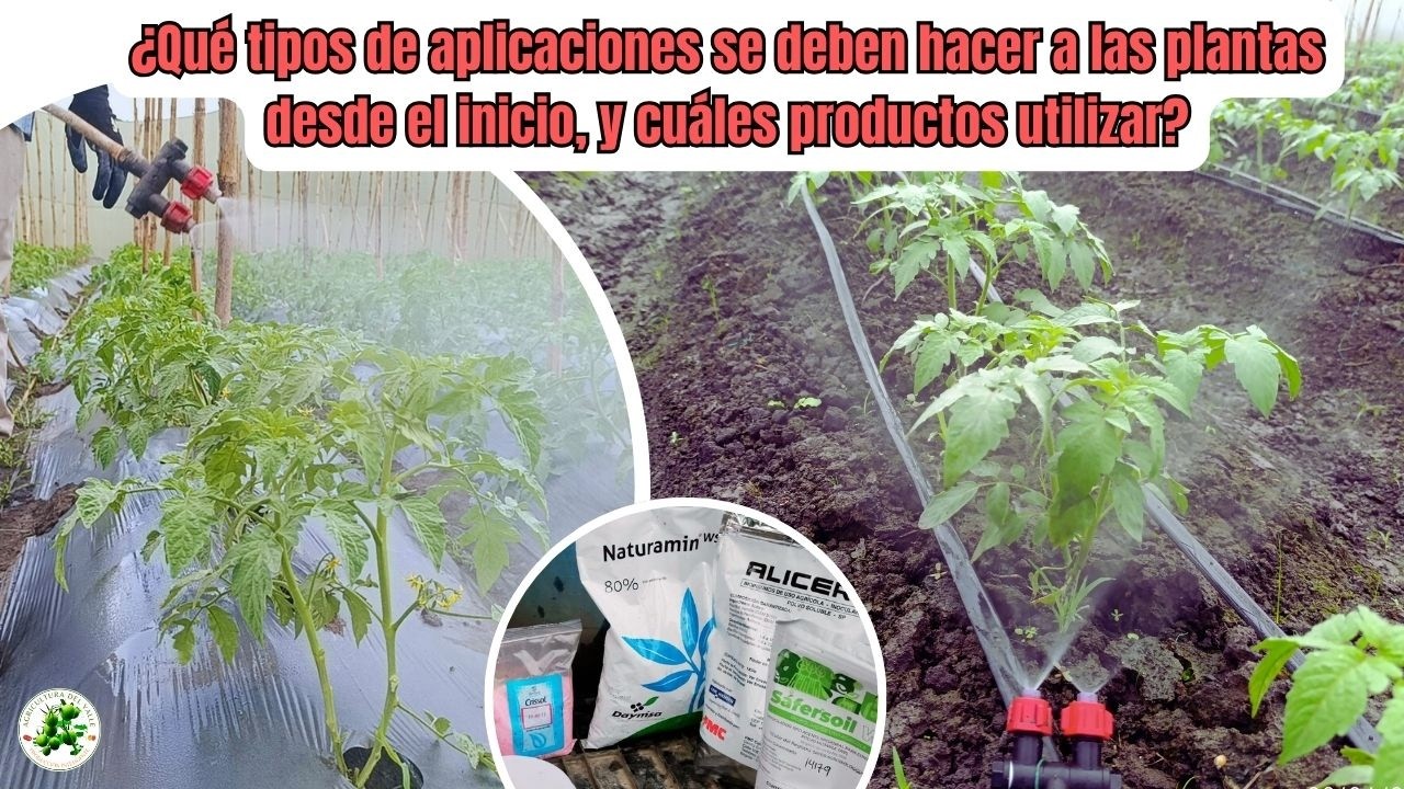 Los primeros 7 días de aplicaciones en cultivos de tomates que lo cambia todo