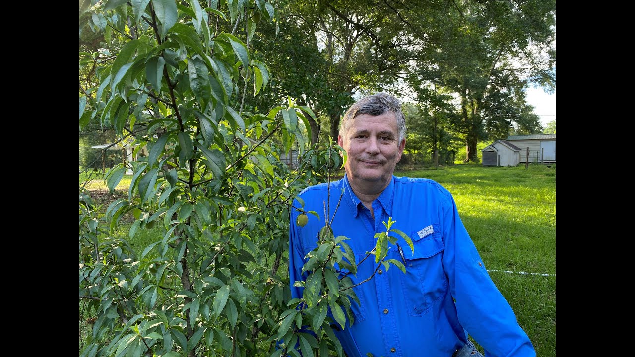 10 questions answered about growing Container Peaches that you may not know to ask.