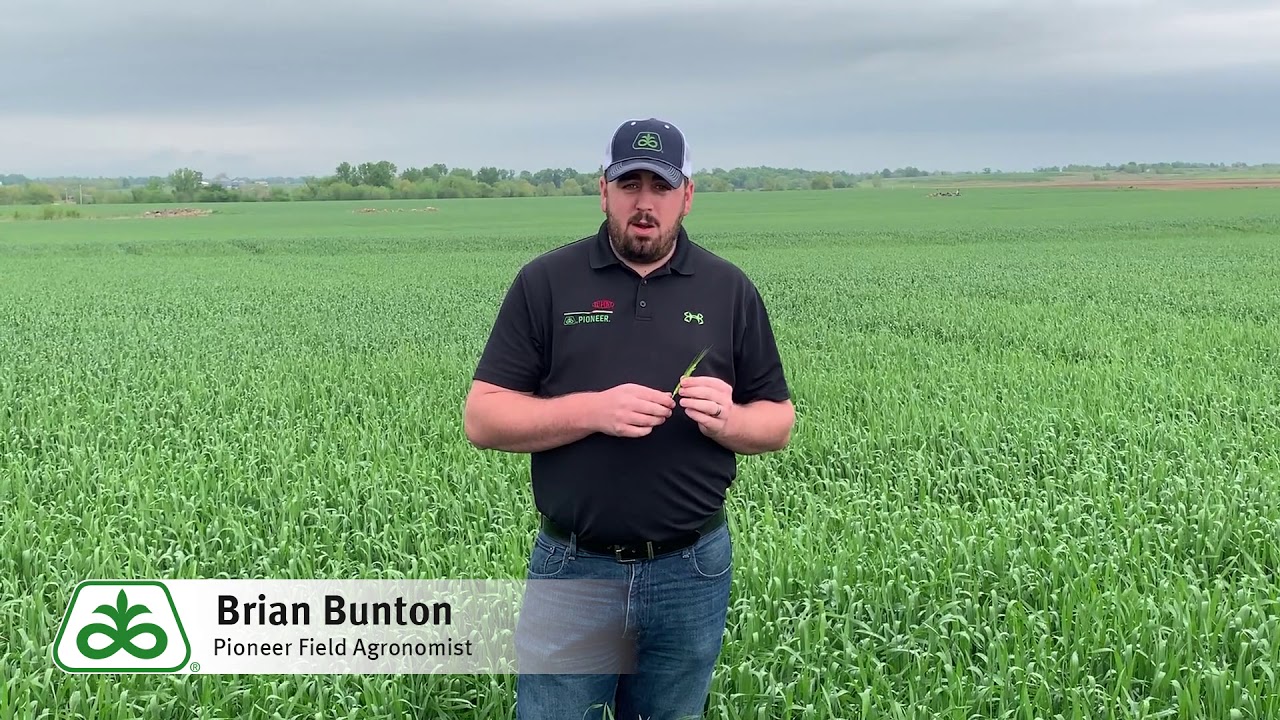 Fusarium Head Blight in Winter Wheat