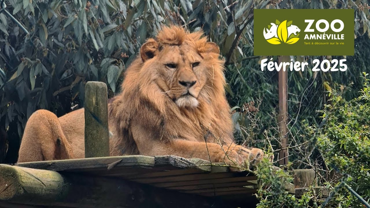 ZOO d'Amnéville - Le roi lion 🦁 