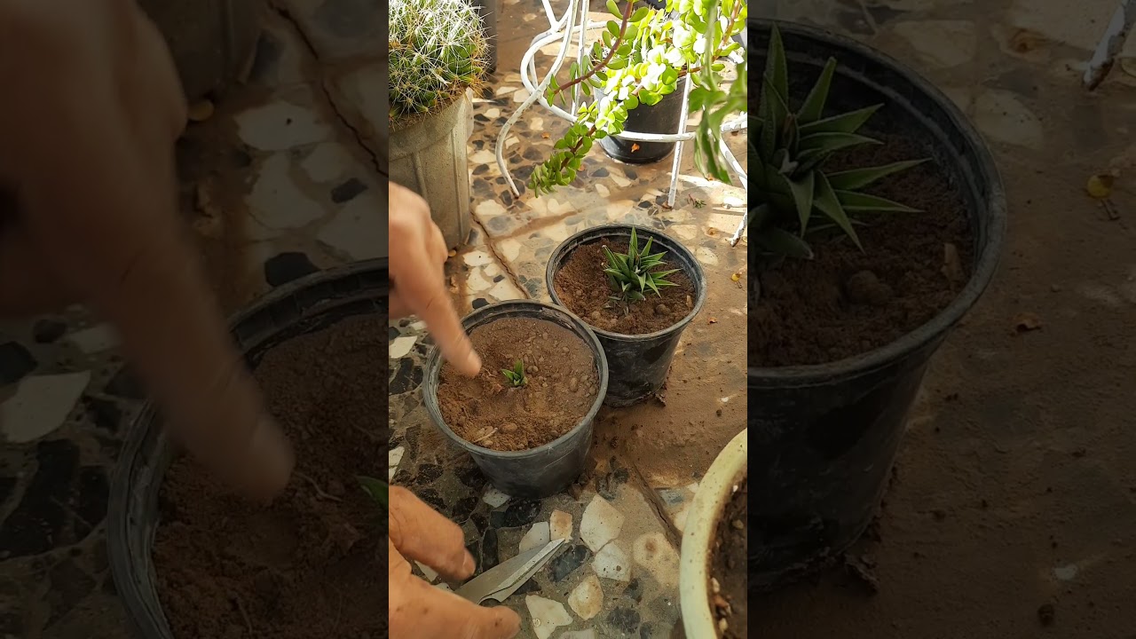 طريقة تكاثر بعض انواع الصبّار او الصبّير