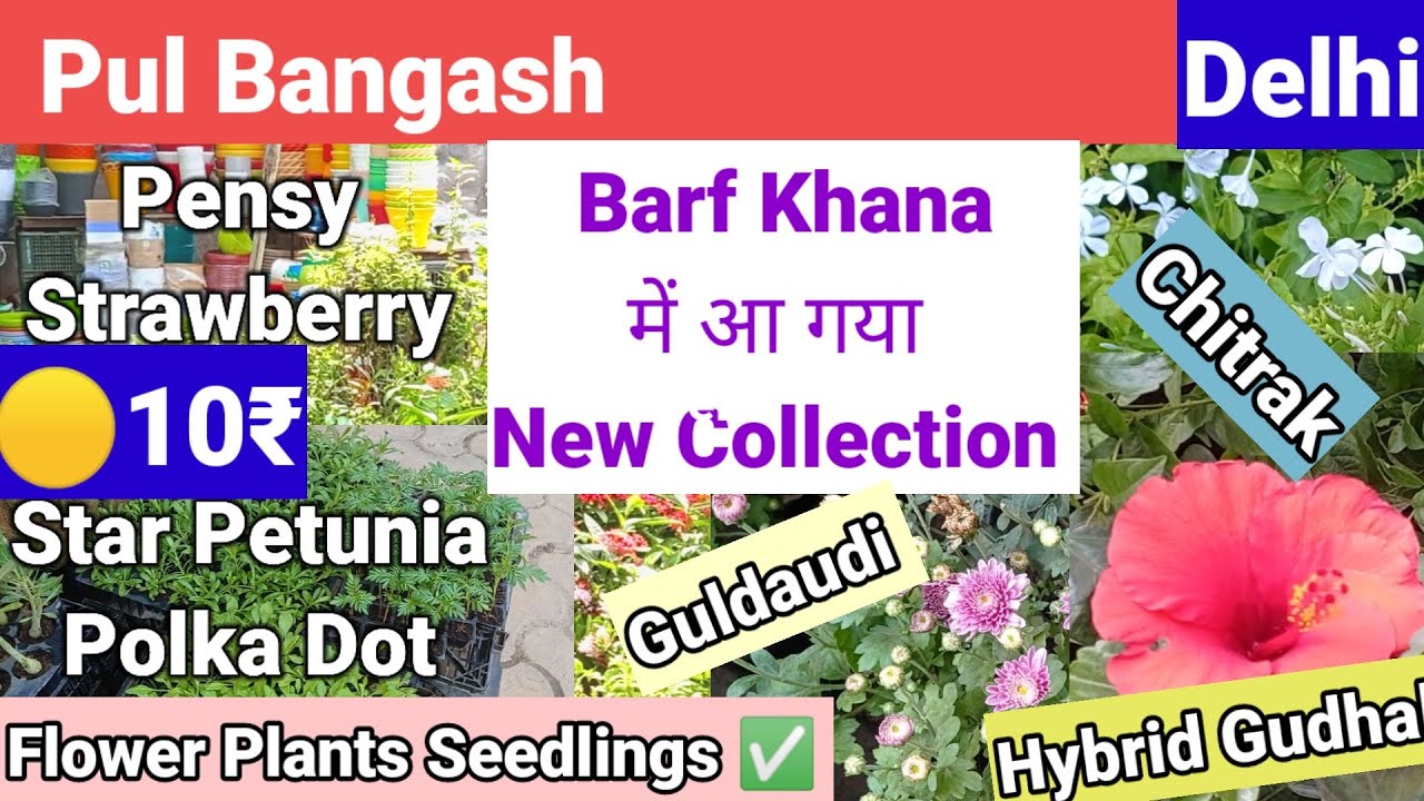 Pul Bangash Barf Khana Chawk ||Delhi ||#youtube #plantnurseryvisit 