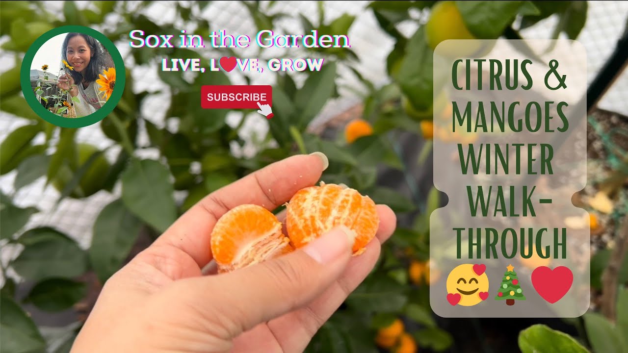 Citrus & Mango Updates | WA Zone 8b Garden Vlog