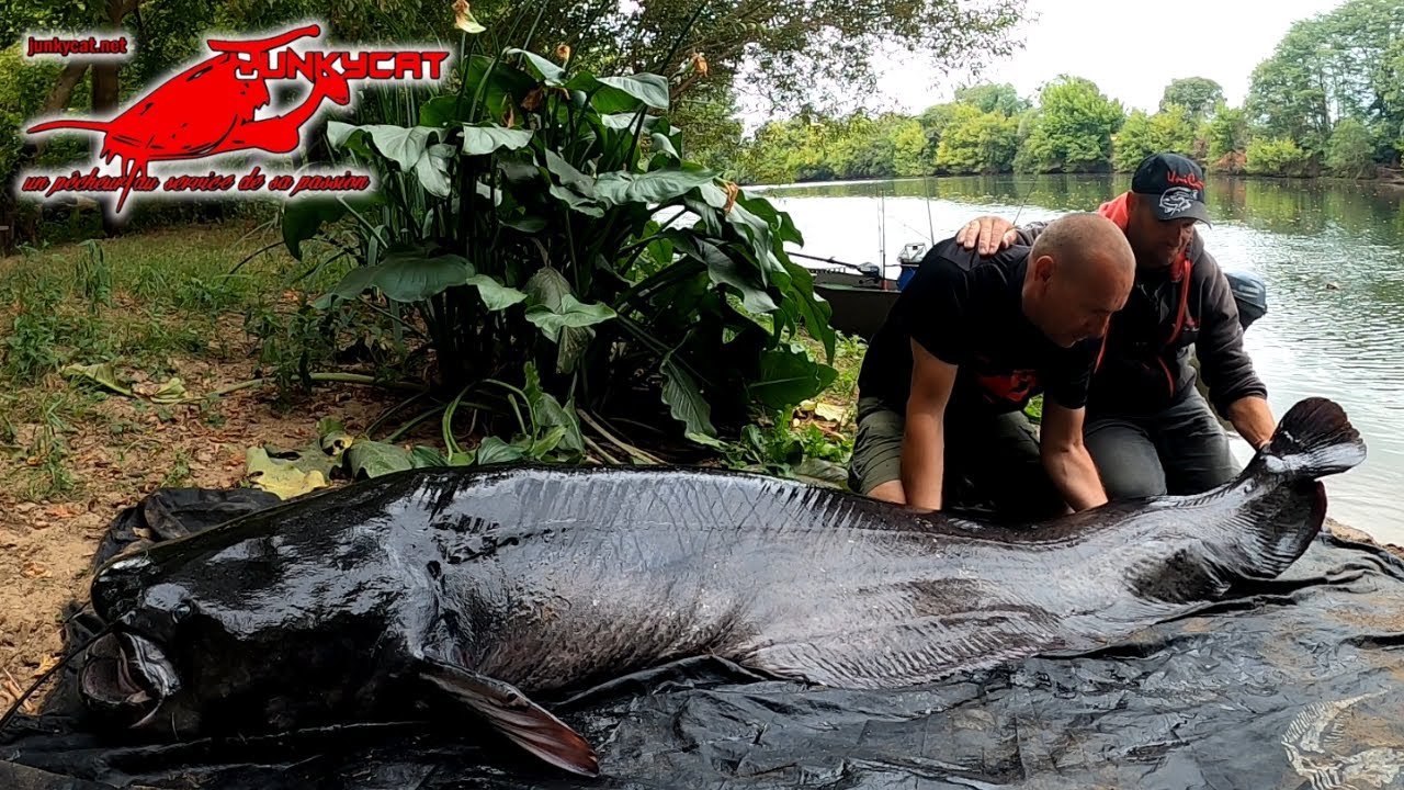 Pêche du silure en verticale avec Eric, bons moments entres amis, avec du bigs ! #junkycat