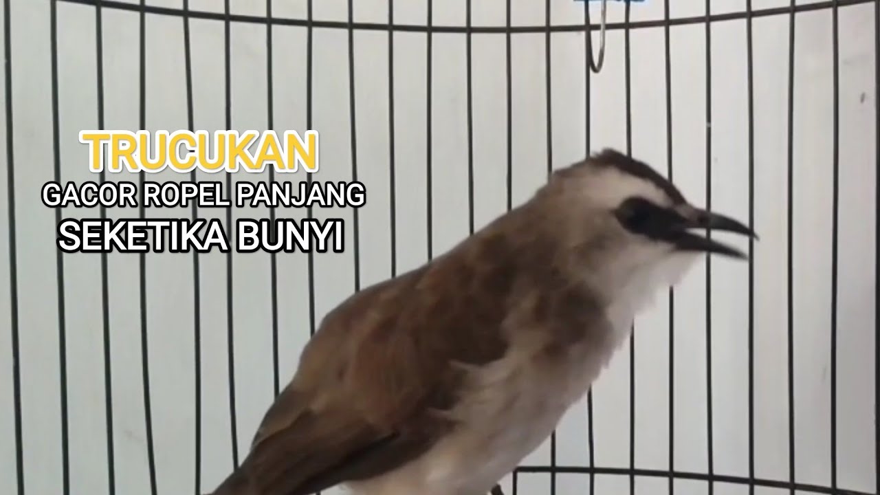 TRUCUKAN GACOR ROPEL PANJANG MBONANG MASTERAN TRUCUKAN TERBAIK UNTUK PANCINGAN TRUCUKAN DIAM 