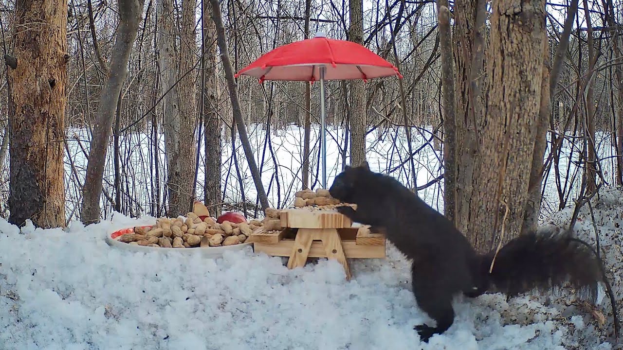 Olive's Critter Cam: Self-Serve Smorgasbord