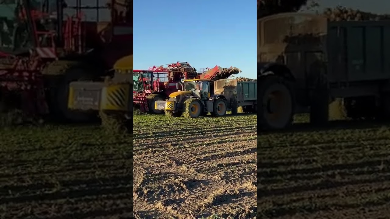 Sugar grown in Lincolnshire