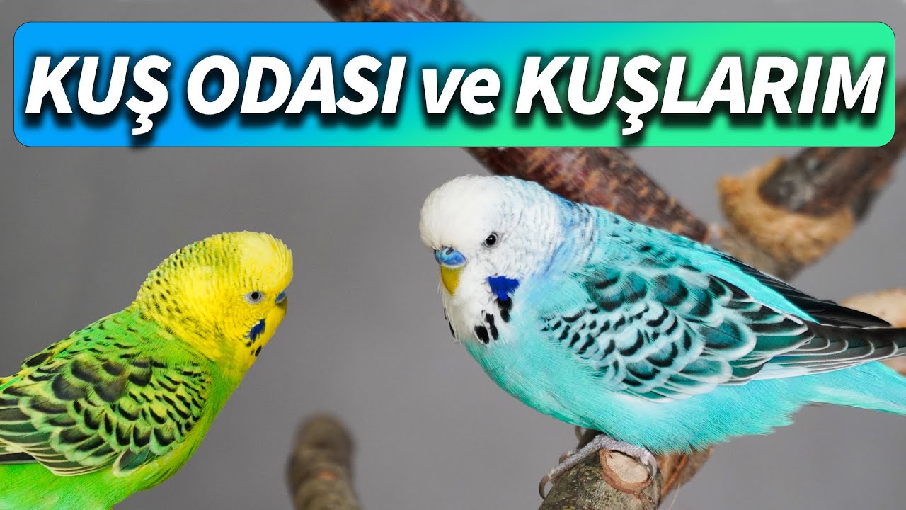 Kuş odası ve kuşlarımı tanıtıyorum EV KUŞLARI