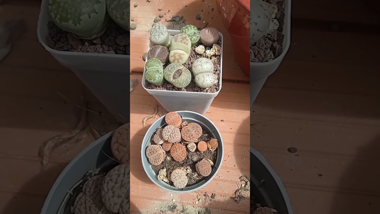 planta o piedra? lithops