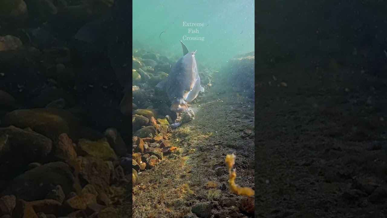 The fish really want to eat the bait ball!　 #fishing #carpfishing #underwater