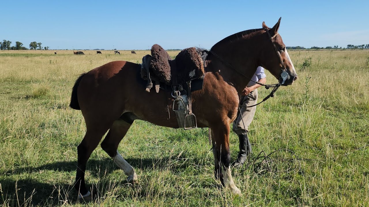 VENDIDO__colorado malacara, manso sanito, ideal para desfile $1.800.000