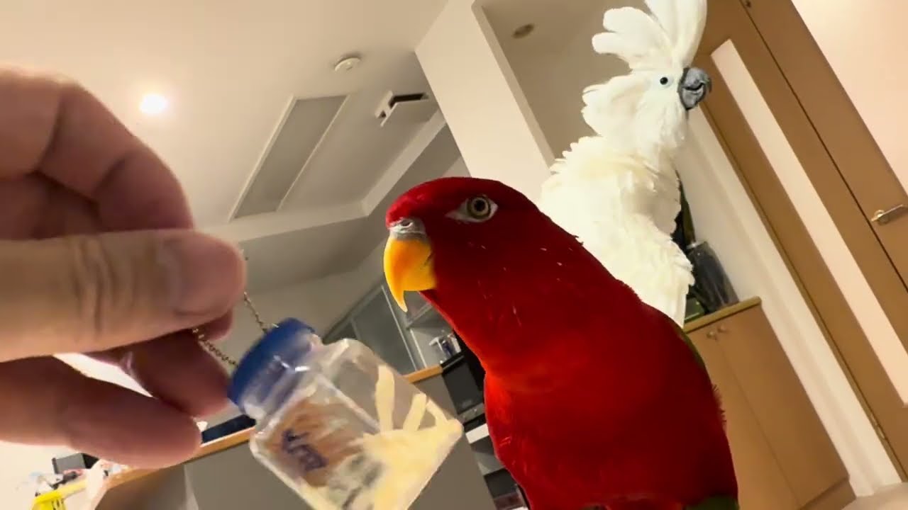 🍅Sakiika🥚Shaker