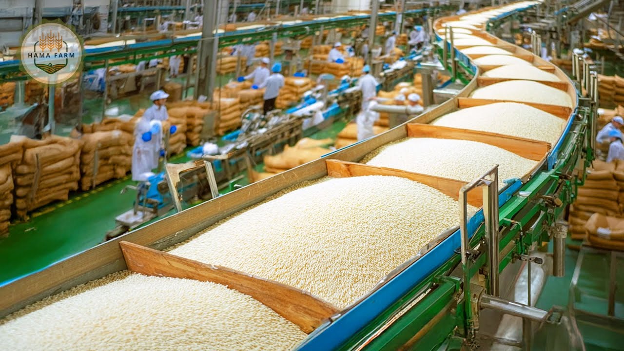 How to Process Millions of Tons of Thai Rice In A Processing Factory