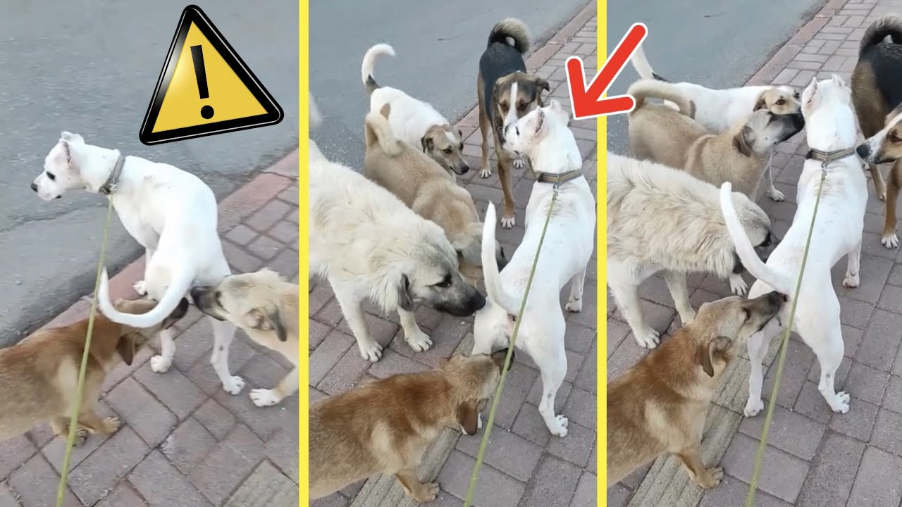 Un DOGO ENFRENTA a 6 PERROS ⚠️ y esta fue su REACCIÓN 🤯