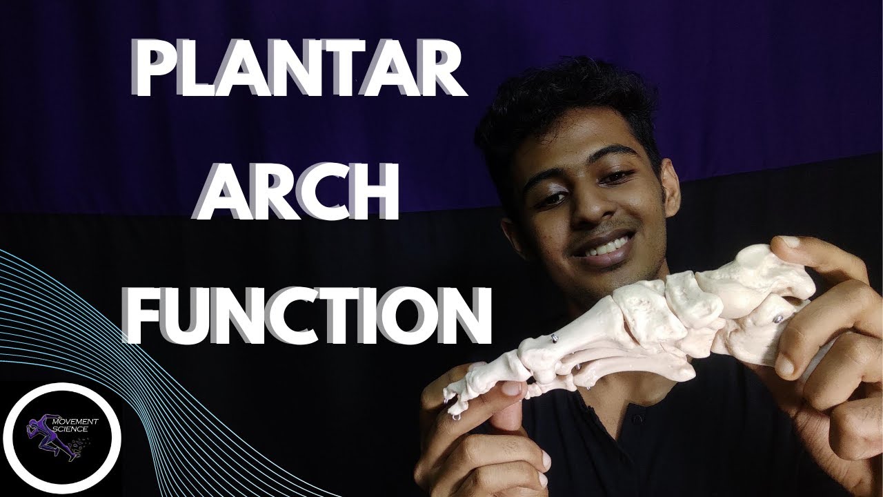 PLANTAR ARCH FUNCTION (WINDLASS MECHANISM)(ANKLE JOINT BIOMECHANICS)Physiotherapy Tutorials