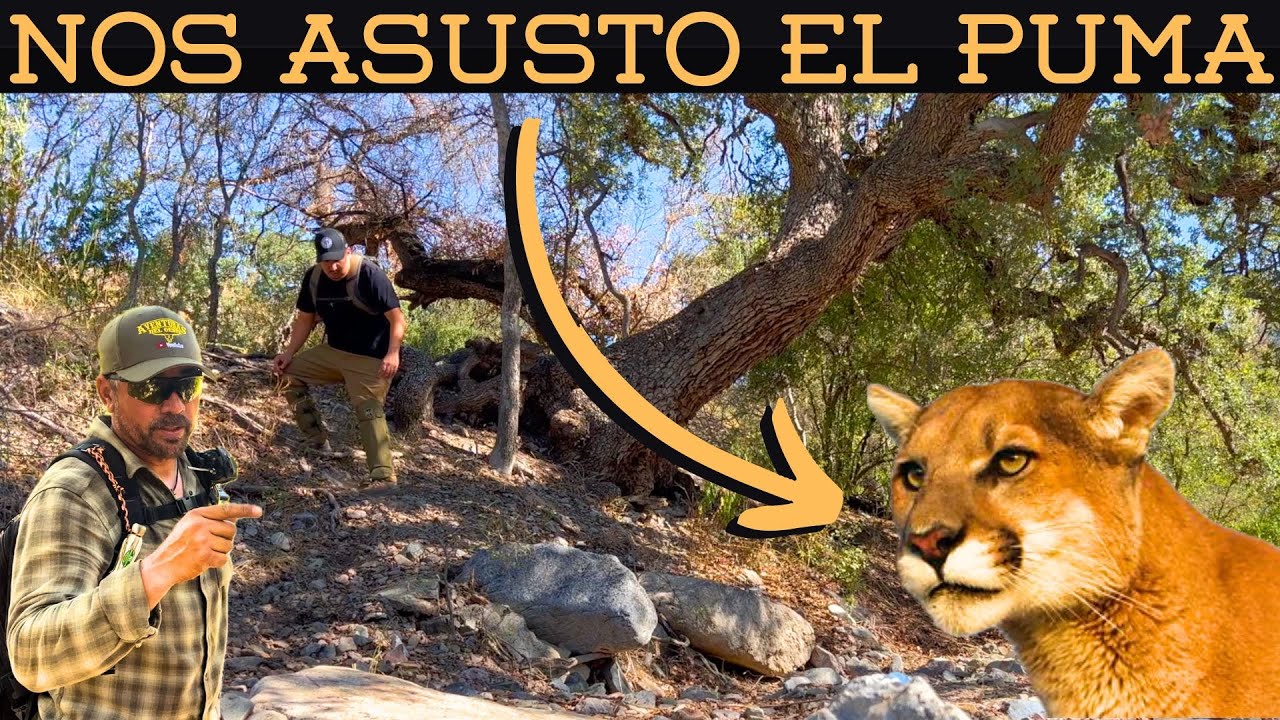NOS PEGO UN SUSTO EL PUMA! @AVENTURASDELOESTE || Supervivencia Sonora