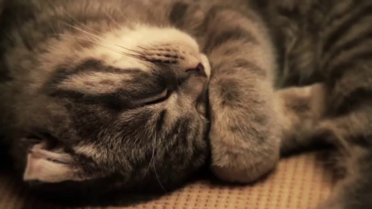 Why Do Cats Sleep So Much?
