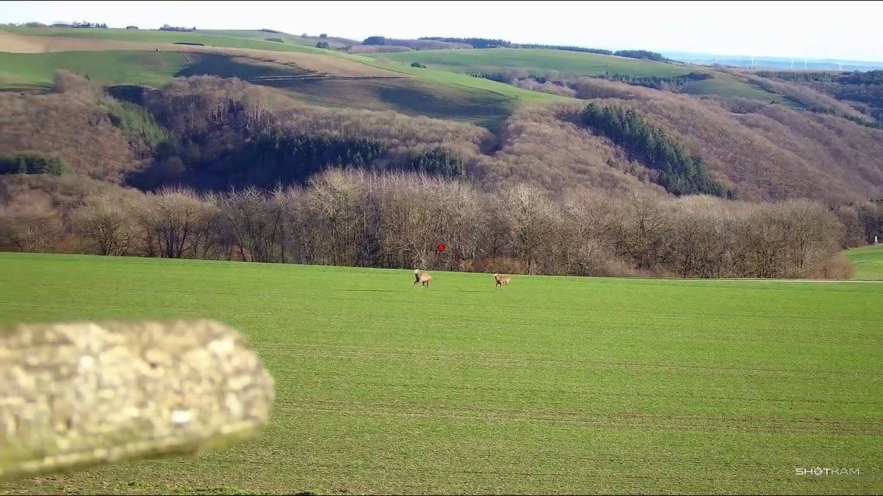 Driven Hunt two reddeer / Treibj&auml;gd zwei St&uuml;cke R&ouml;twild. 