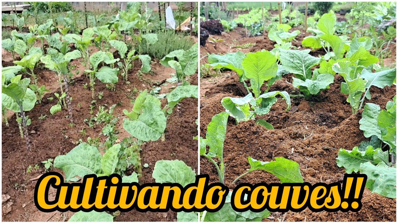 O TRABALHO CONTINUA NA HORTA/PREPARANDO O SOLO PRO PLANTIO DE COUVE 
