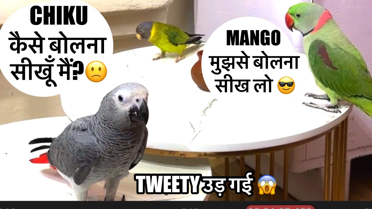 Tweety,maingo दोनों आओ मैं 🦜बोलना सिखा दूँ 🦜😎बोलने वाला तोता!Talking Parrot 🦜 